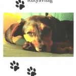 Kutyavilág - E-könyv Legkelendőbb