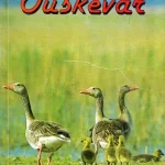 Vedd meg online Tüskevár